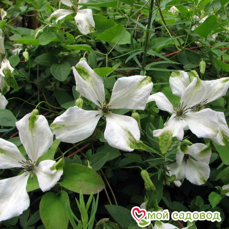 Клематис Алба Люксурианс ЗКС